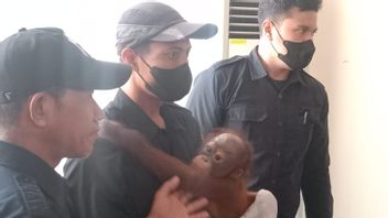 East Java BKSDA Secures Kalimantan Orangutan Results Of Smuggling, Will Betranslocated To Central Kalimantan