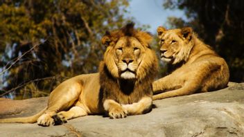 シドニー動物園で5頭のライオンがケージの外を歩き回る恐ろしい状況