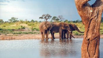 Le Gouvernement Du Zimbabwe D émet Un Permis De Chasse Pour 500 éléphants, Activistes: Terrible!
