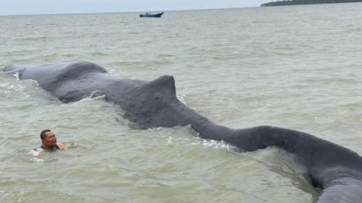 40トンのシロナガスクジラがバリクパパン湾で立ち往生