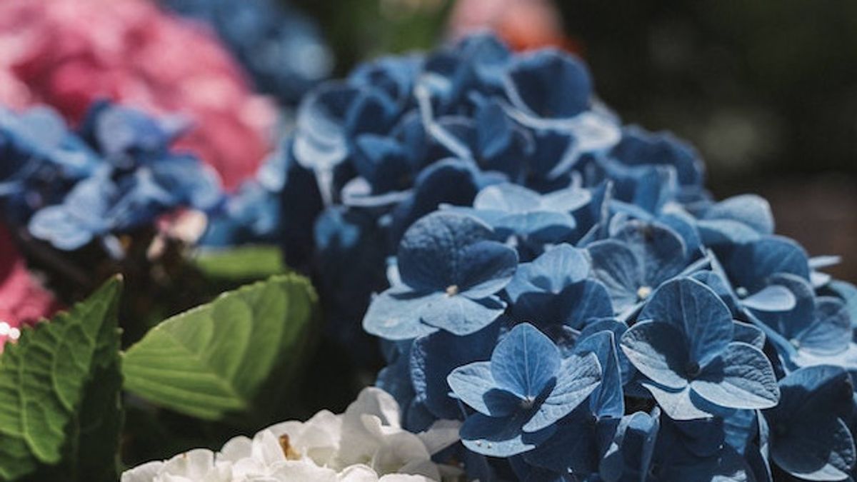 Bunga Hydrangea di Halaman Tidak Berbunga? 4 Hal Ini Bisa Jadi Penyebabnya