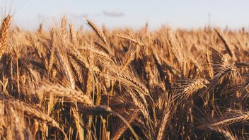 インドネシアのアルゼンチンとの貿易赤字は、大量の小麦輸入により3億2000万ドルを突破