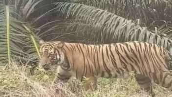 Diterkam Harimau, Karyawan PT SPA Tewas dengan Luka Gigitan di Leher