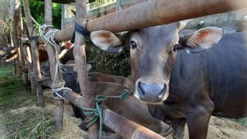 Inspection Of Sacrificial Animals, 12 Cows In Bengkulu Reportedly Not Fulfilling Conditions