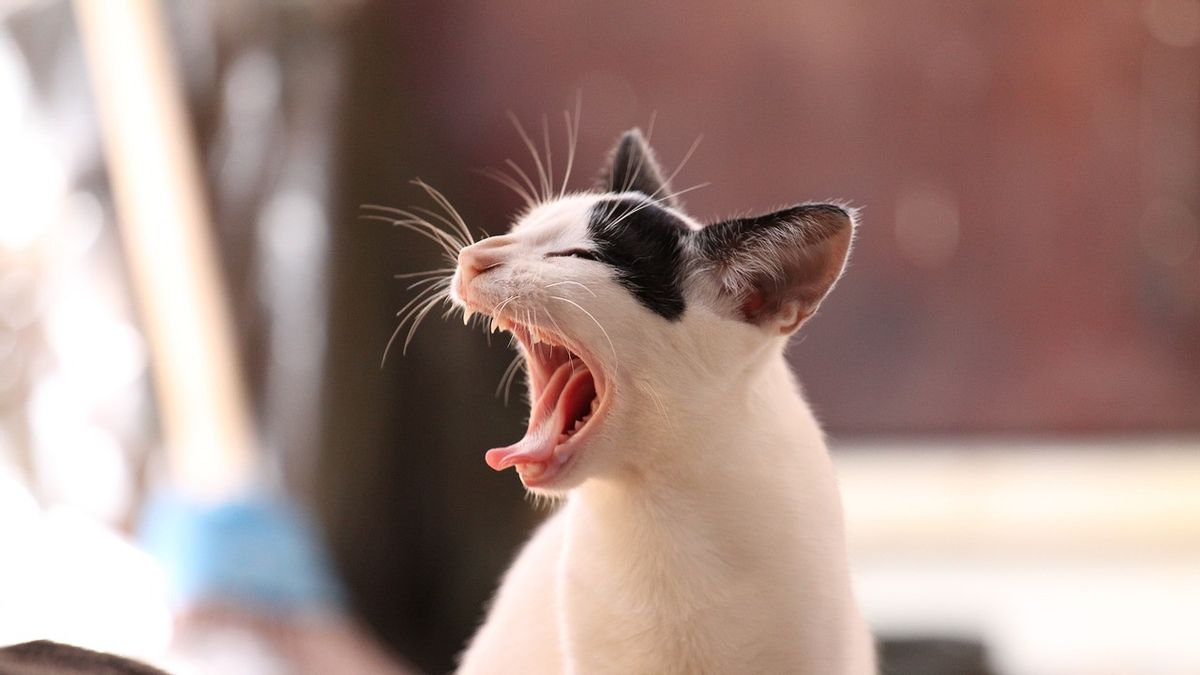 Apa Saja yang Tidak Boleh Dimakan Kucing: Jangan Nekat Kalau Takmau Kucing Kamu Kenapa-Kenapa!