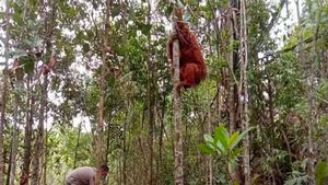 Masyarakat Tapsel Bentuk Forum Konservasi Jaga Orangutan Tapanuli dari Kepunahan