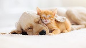 Bolehkah Tidur Bersama Kucing atau Anjing Kesayangan? Begini Penjelasan Ahli