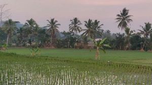 Wali Kota Sukabumi: 120 Hektare Lahan Pertanian Terancam Gagal Panen