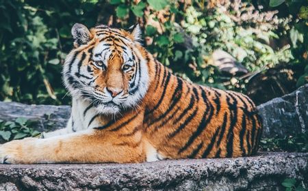 Kasus Pertama COVID-19 pada Seekor Harimau di Kebun Binatang AS