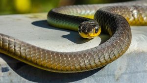 These Are Two Objects That Are Feared By Snakes, Put The Snake In The Place Where The Snake Enters The House