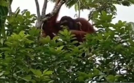 Orang Utan Masuk ke Permukiman di Palangka Raya, Buah Rambutan Milik Warga Habis Dimakan