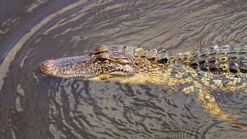 13-Year-Old Boy Enjoys Bathing In West Pasaman River Attacked By Crocodiles, SAR Team Conducts Search