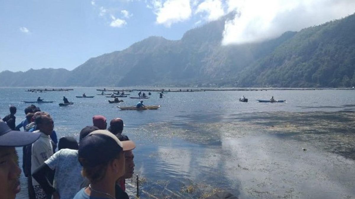 巴厘岛巴图尔湖数千条鱼突然死亡，给农民造成数亿人损失