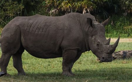 Kabar Gembira: Populasi Badak Jawa Bertambah setelah 2 Anak Lahir di Ujung Kulon