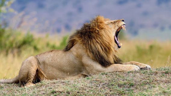 Human Conflict With Wild Animals Worsens, 10 Lions Killed In Kenya