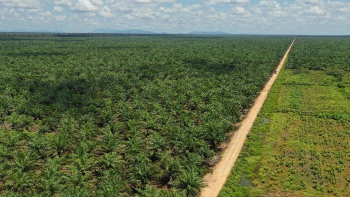 Oil Palm Plantation Company Owned By Conglomerate TP Rachmat Reaches Sales Of IDR 7.12 Trillion And Profit Of IDR 727.15 Billion In 2021