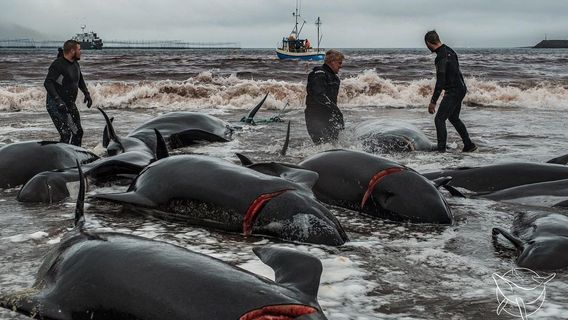 Faroe Islands Residents Agree To Limit The Number Of Dolphins Hunted