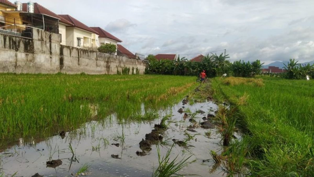 Home Shortage, Mataram City Government Wants Agricultural Land Resilience For Housing