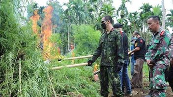 2 Ladang Ganja di Aceh Utara Dimusnahkan, Pelaku Tidak Ditemukan