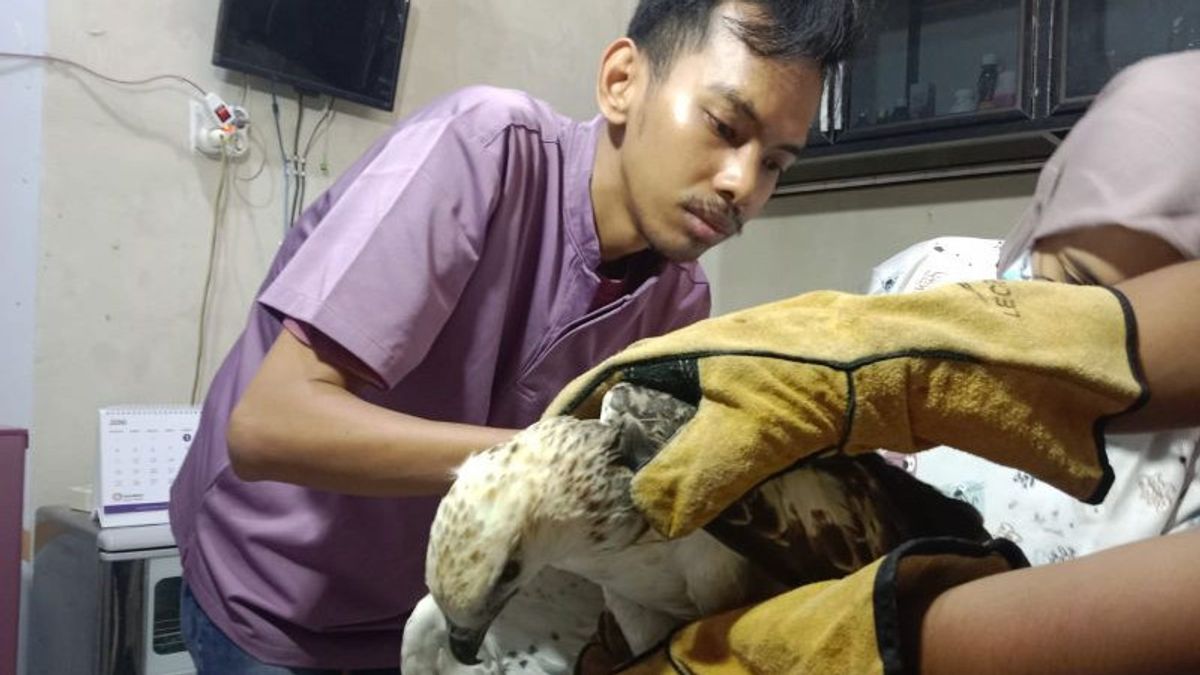 Seorang Warga Agam Selamatkan Elang Brontok yang Terluka, Diserahkan ke BKSDA
