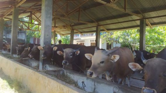 Jokowi Kurban Sapi 1,4 Ton untuk Iduladha, Disumbangkan untuk Penyembelihan di Bengkulu