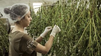 以色列准备出口大麻以刺激经济
