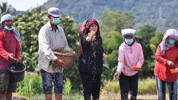 أثناء ارتداء Ulos In The Head ، يزرع Puan بذور الأرز في Balige يحفز برنامج Tanam-Paren من نوعين