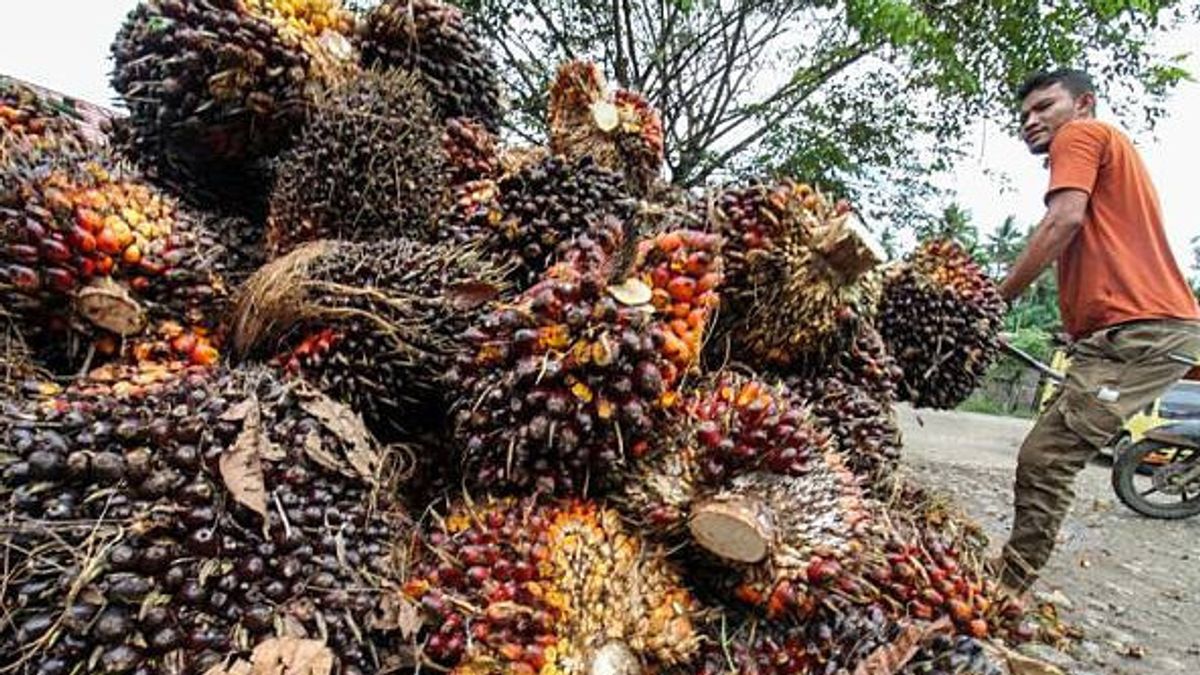 Sebut Produksi CPO Dalam Negeri Cukup Penuhi Kebutuhan Minyak Goreng Nasional, GAPKI Minta Satgas Pangan Turun Tangan