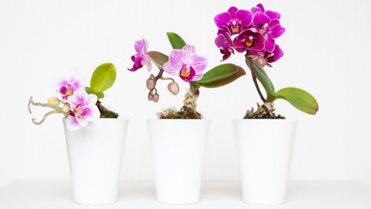 6 Natural Ingredients from the Kitchen that Can Fertilize Orchid Plants