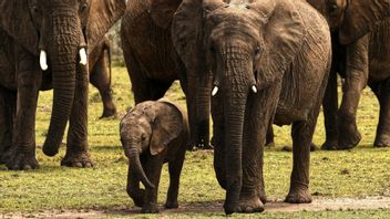 ジンバブエのゾウの数十人の死の謎が明るみに出て、より大きな懸念を提起する