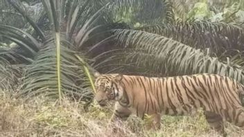 Harimau Muncul di Perkebunan Warga Inhu Riau
