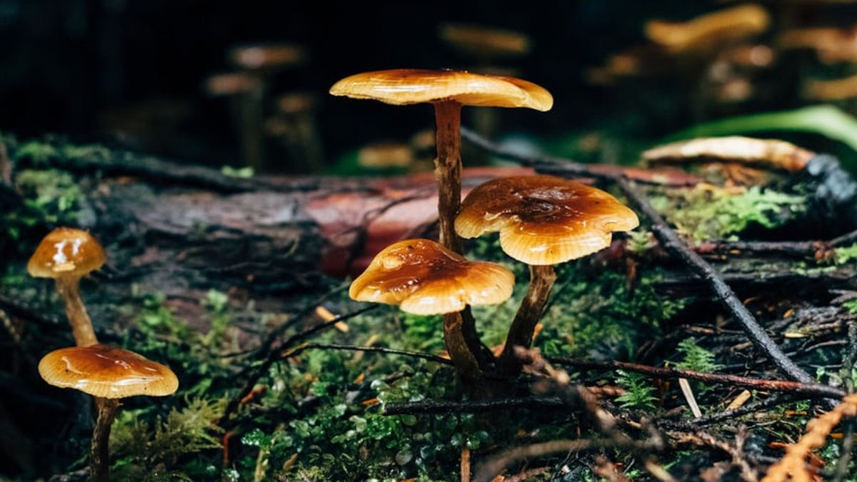 Researchers Successfully Reveal Mushrooms Can Communicate Like Humans
