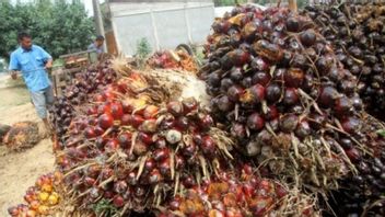 Observers Say Palm Oil Downstream In Indonesia Makes Progress