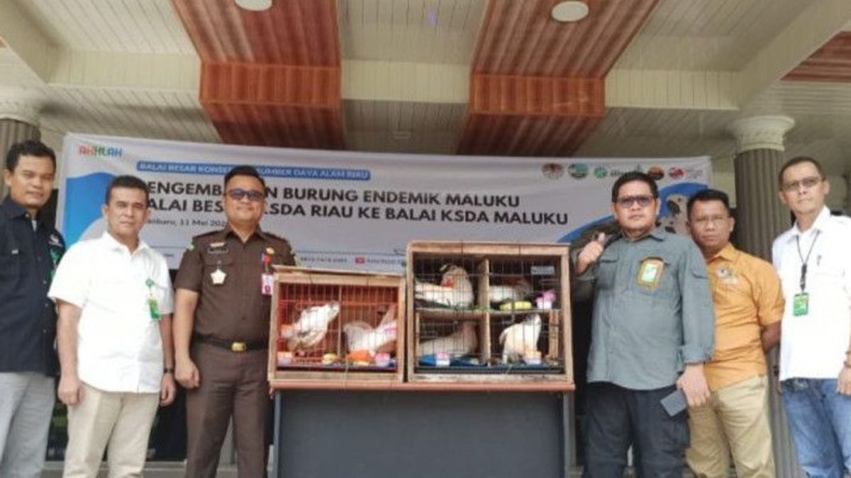 Securing 6 Maluku Endemic Birds, Riau BBKSDA Releases To Original Habitat