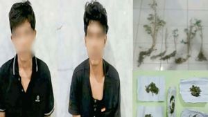 Tanam Ganja di Kebun, 2 Warga OKU Selatan Terancam Hukuman Mati
