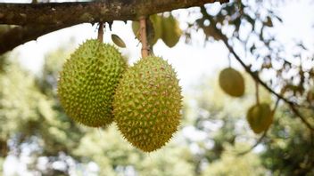 in du musang King (Durian Musang King) combien de temps doit être fréquenté? Vérifiez l’âge et comment le planter ici