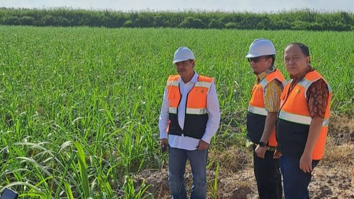 Indonesia Builds An Integrated Sugar Industry In Rawa Land, This Is The Goal