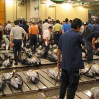 Restoran Sushi Ini Pecahkan Rekor Pembelian Tuna Seharga Rp54 Miliar di Lelang Tahun Baru
