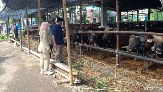 Strict Procedures Are Implemented In The Slaughter Of Kurbans In East Jakarta