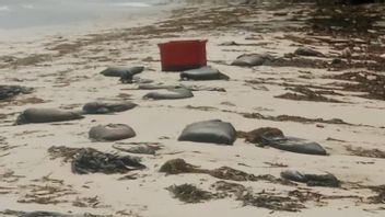 Limbah Minyak Hitam Ganggu Aktivitas Nelayan dan Pariwisata di Bintan