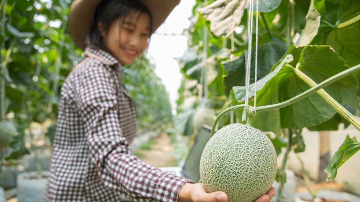Une terre confortable pour la culture de melons