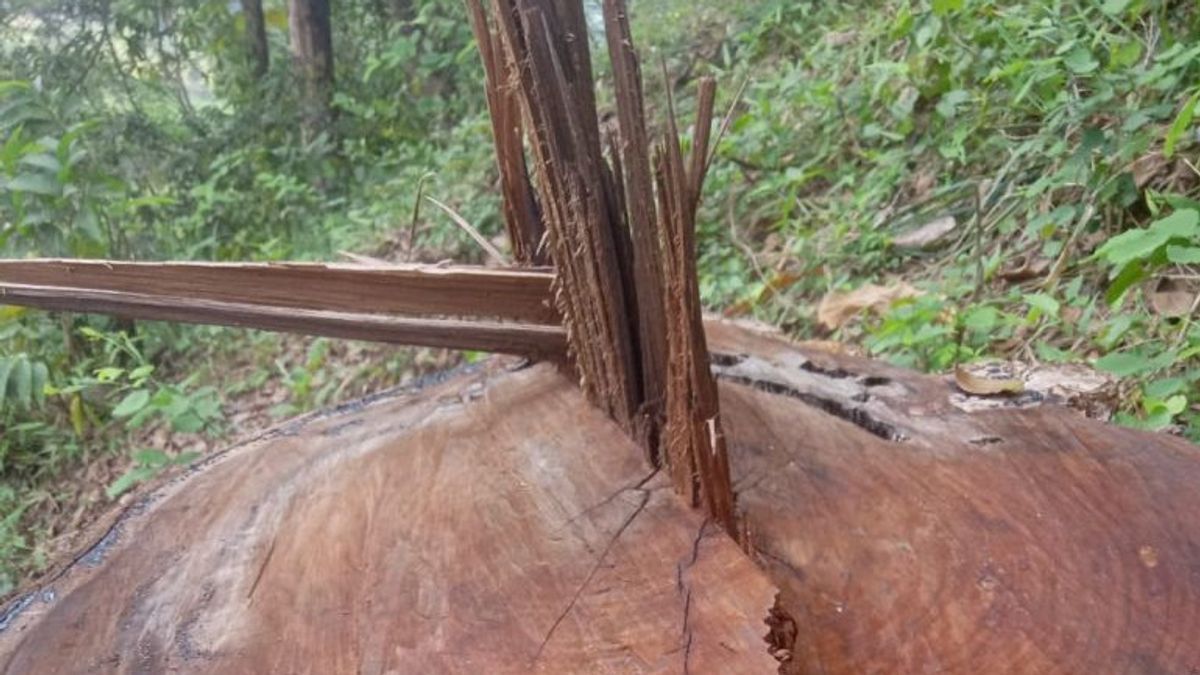 YLBHIM Asks The Police To Intervene In Investigating Allegations Of Illegal Logging On Karimunjawa Island, Central Java