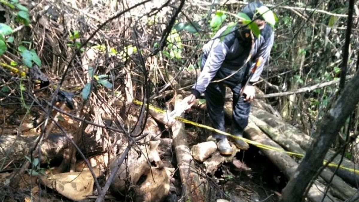 Female Elephant Found Dead In Mukomuko, There Is Soap Mixed With Poison
