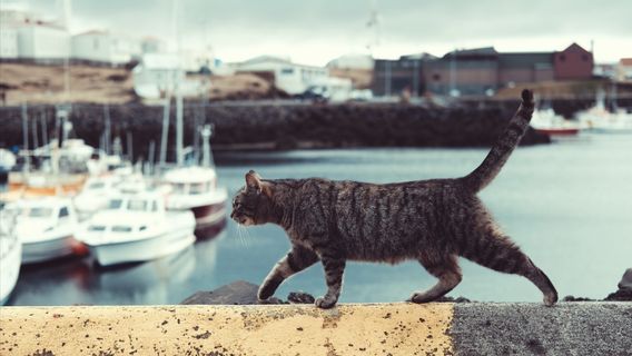 Le Mystère De La Mort De Dizaines De Chats Sur L’île Cat