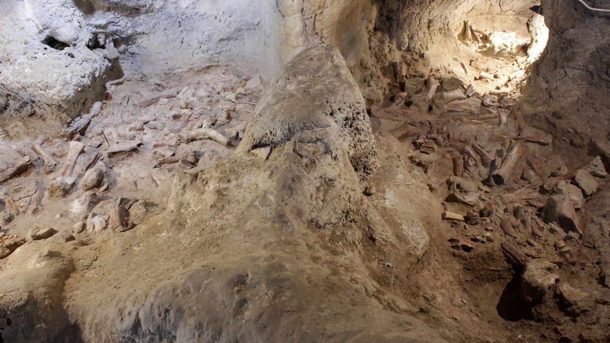 意大利考古学家在格罗塔瓜塔里发现尼安德特人化石
