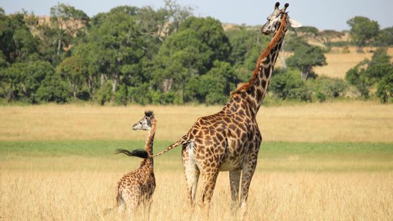 Find Dwarf Giraffes In Africa, Scientists Explain