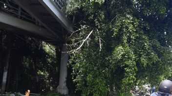 風の雨、東ジャカルタオーティスタの2つの大きな木が崩壊し、歩道橋と車両に衝突しました