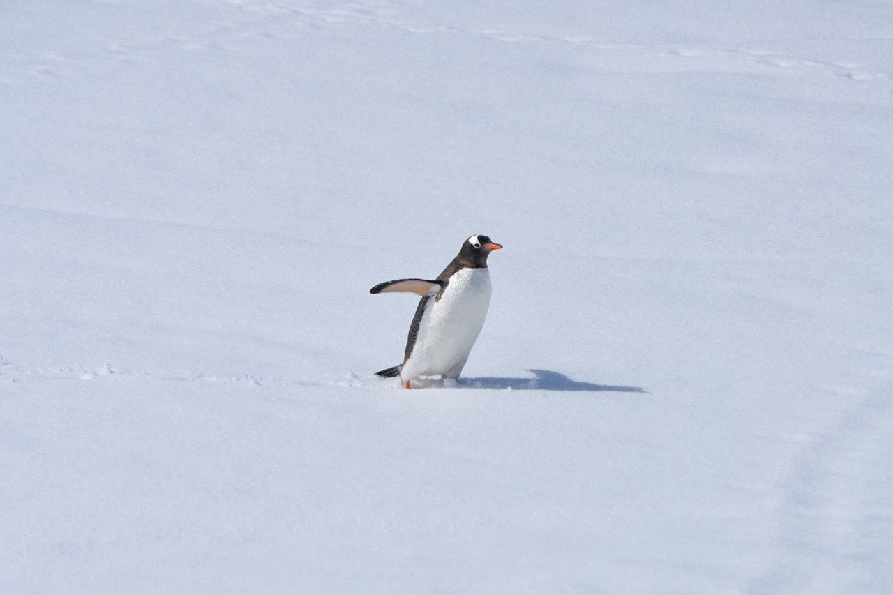 ペンギンは南極の気候変動に関する複数の手がかりを提供する