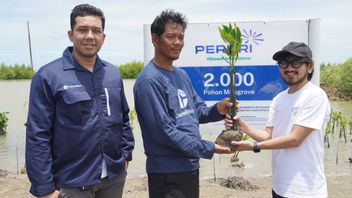 Puri planter 2 000 arbres de mangrove dans les eaux de Tanjung Pakis Karawang, action réelle pour protéger le patrimoine naturel de l’Indonésie