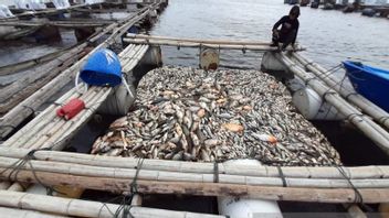 A Week Without Sunlight Until Drop Oxygen Is The Cause Of Death Of 175 Tons Of Keramba Fish In Boyolali